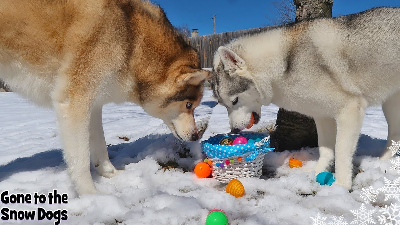 Doing An Easter Egg Hunt For My Dogs Dog Easter Egg Hunting 2019
