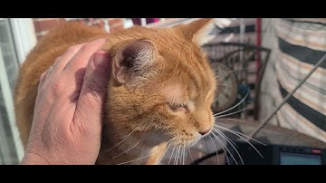 Paul the Cat ATS Scan Tecsun PL-990x portable shortwave receiver on Telescopic antenna