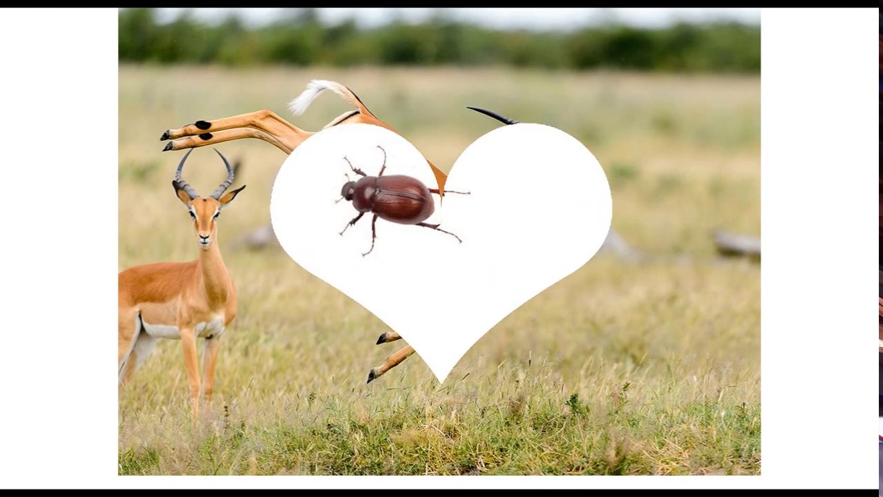 A-Z Animals - YouTube