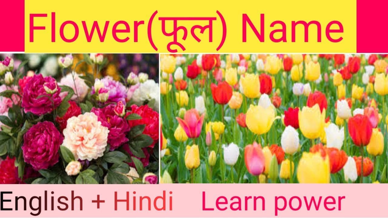 Flowers names phoolo ke naam Flowers name in Hindi Flowers name in English flower name