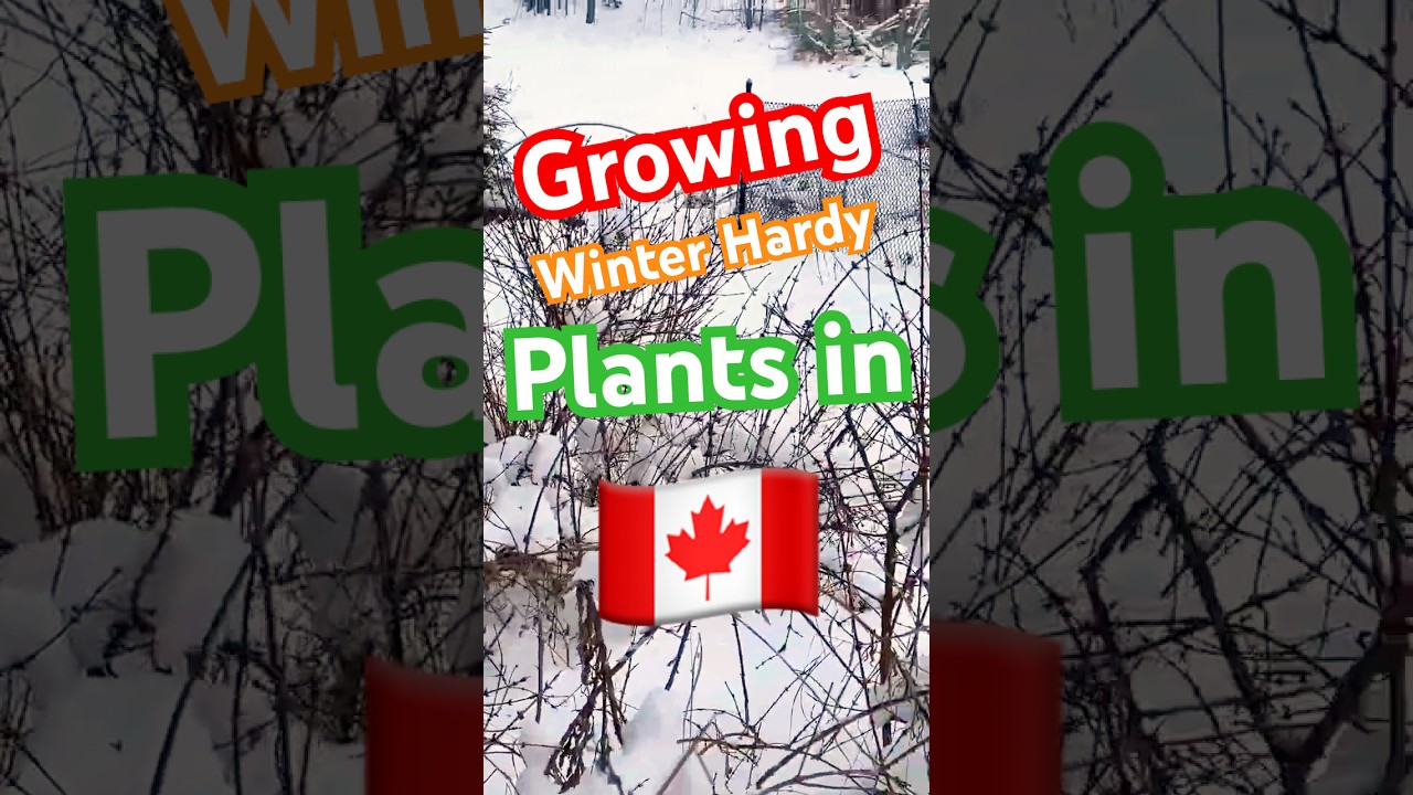 Why WINTER HARDY Gardens are IMPORTANT