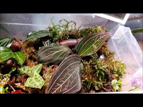 ორქიდეომანია # ჰერის ტენიანობის გაზომვა