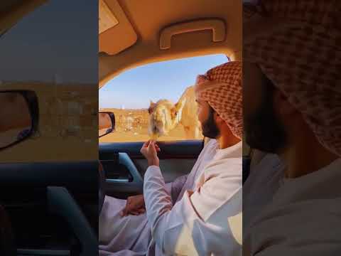 Dubai Desert Safari / Vip Desert Safari Dubai / Morning Desert Safari Dubai #foryou