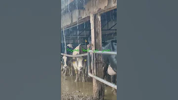 باران بهاری Animalfarming Cow میثم غ 3ذ Farming 