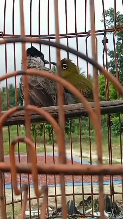 Pleci dan kutilang dalam satu sangkar#Shorts