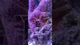 Arrow Crab Pinches Emerald Crab That Was Too Close