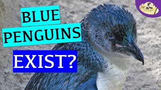 Are Fairy Penguin Real Facts You Need To Know Weird Wonderful Youtube