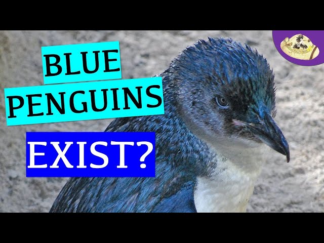 9 Enchanting Facts About Fairy Penguins