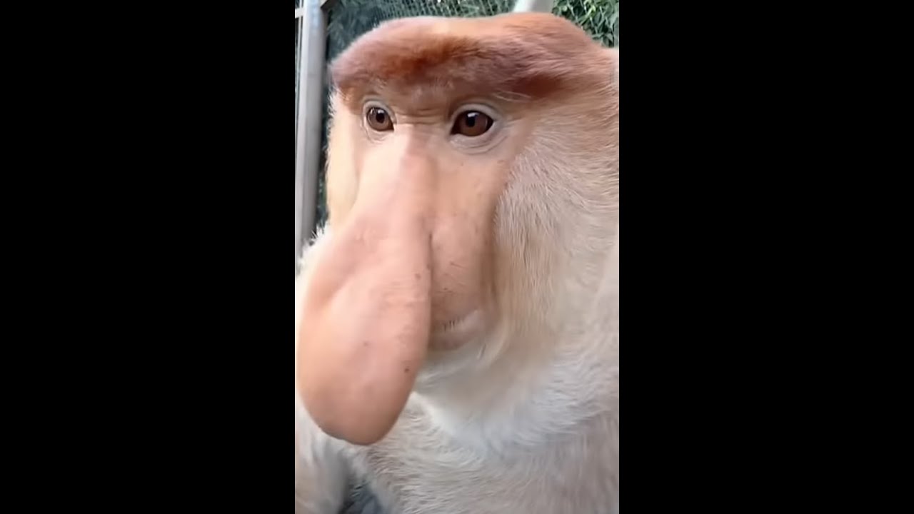 Castle Fight 1x1 mp3 