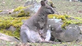 Wallaby (kangourou) avec son petit dans la poche.