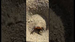 Antlion: Sand Pit Predator Trap System | Micro Underground Ambush Documentary