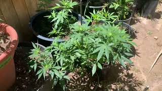 Update on My Indoor And Outdoor for 2020 (Cheers my friends!)