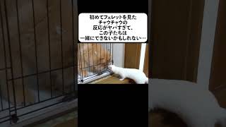 初めてフェレットを見たチャウチャウの反応がヤバすぎて この子たちは一緒にできないかもしれない