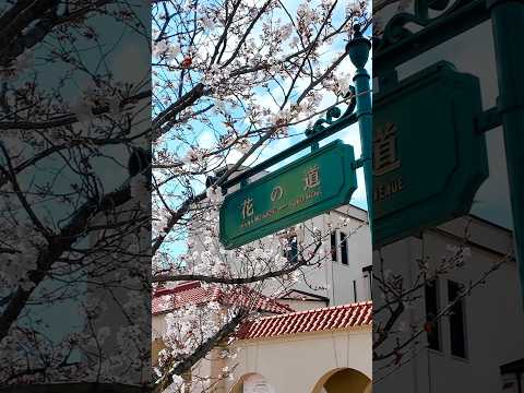 阪急宝塚駅から宝塚大劇場へ続く「花のみち」