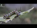 caterpillar 😍