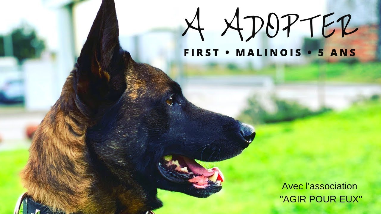 N 2 A Adopter Malinois 5 Ans First Youtube