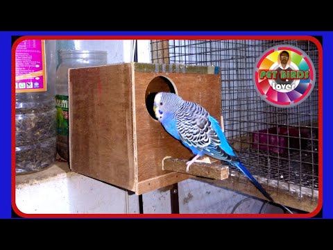 How to make Budgies #breedingbox