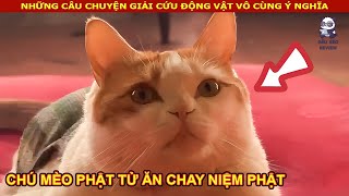 Gặp gỡ Chú Mèo phật tử ăn chay và chăm chỉ nghe Kinh Phật || Review Con Người Và Cuộc Sống