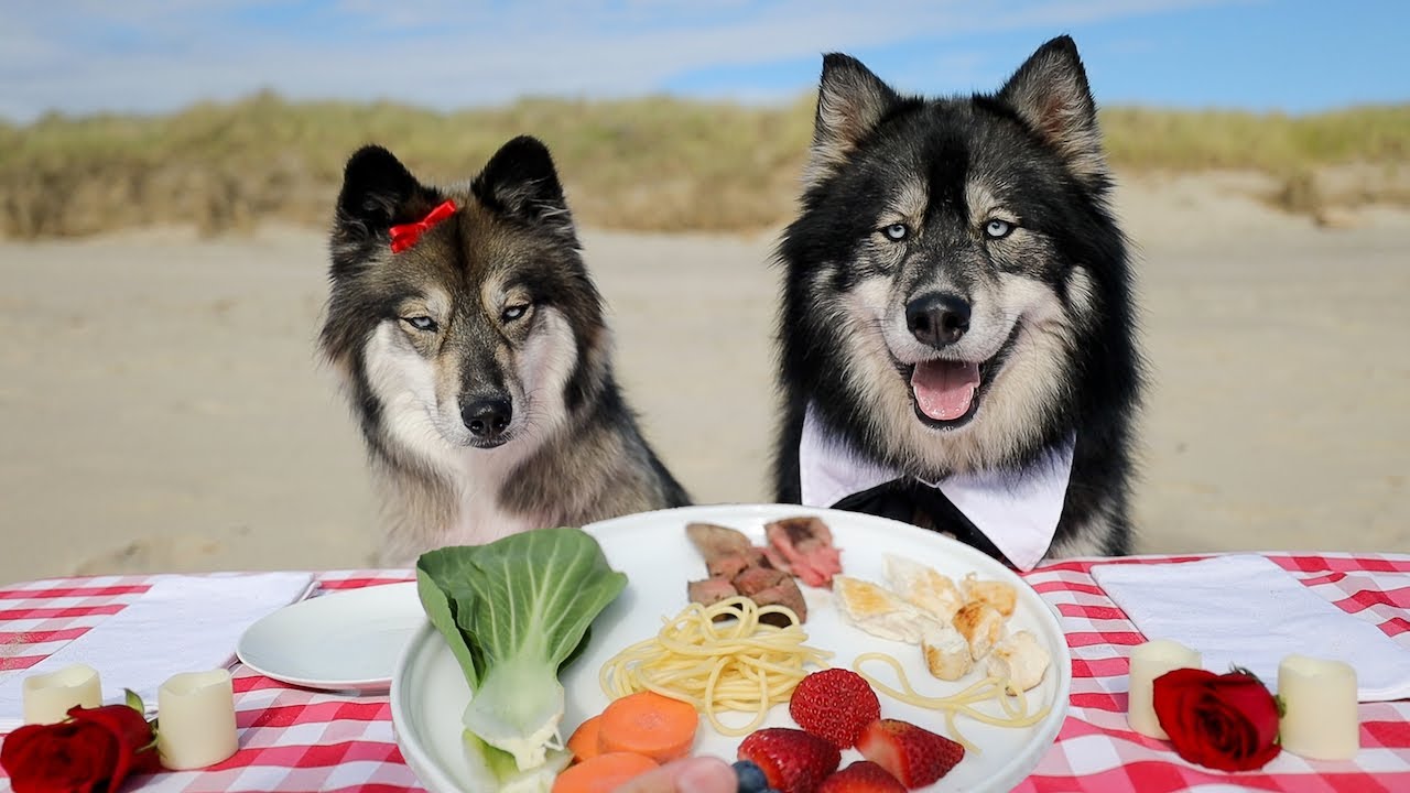 My Husky Had A Blind Date on the Beach..