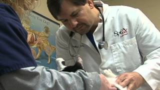 Cat Tests Blood Sugar by Smell