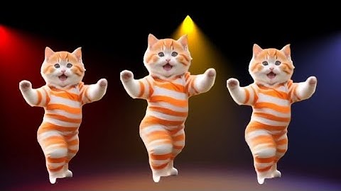😹 Cat Videos Funny Dance 💃 कैटडांस 😻😺Baile de Gatos #funnycat #dancingcat  #TanzendeKatze, #cattok