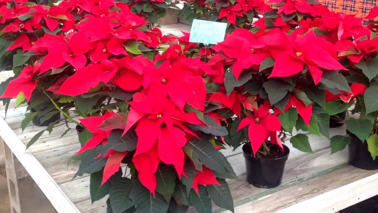 Sue'sFlowerAndGardenCenter, 1147 N. Franklin St. Manchester, Iowa HappyHolidays, 2016 YouTube