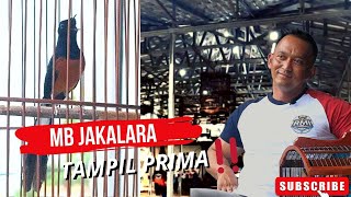 MB JAKALARA NGAMUK KETEMU BETINA II PRIO EXCELLENT VLOG