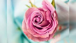 JESUS, THE ROSE