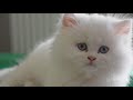 White persian kitten