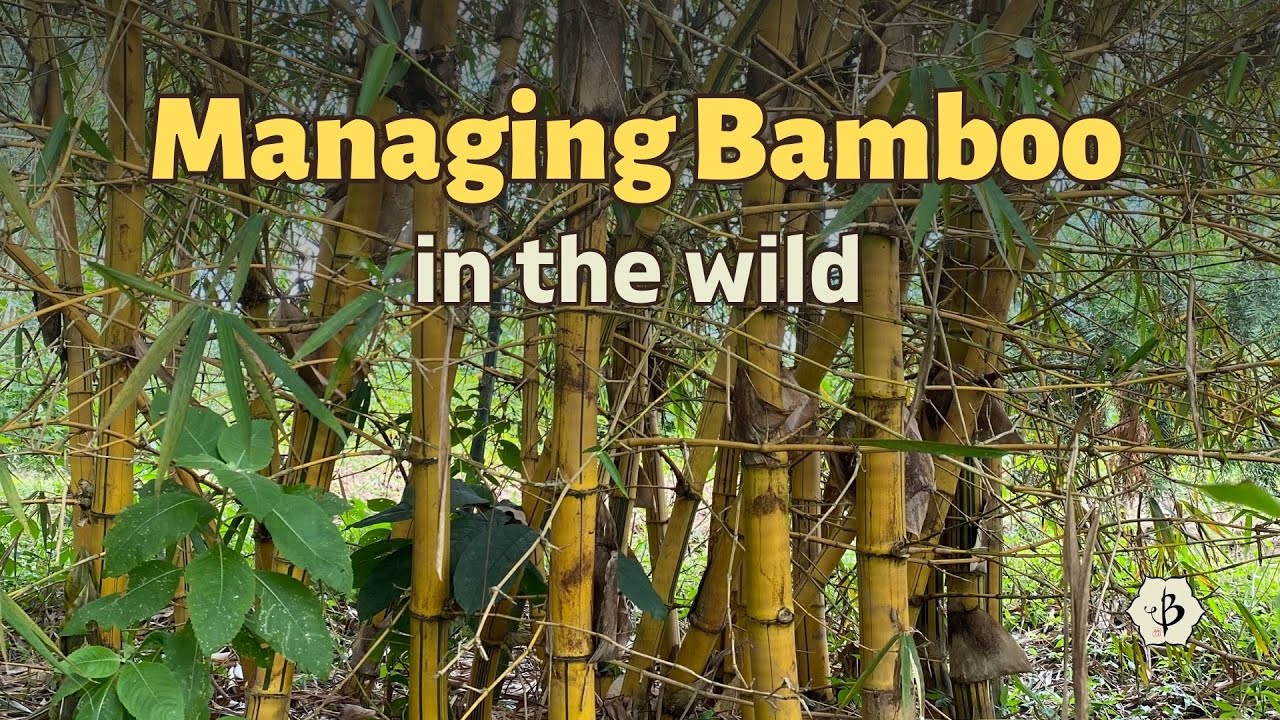 Wild Bamboo: A valuable renewable resource