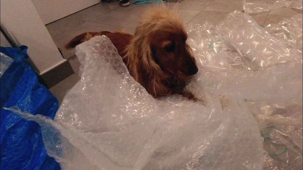 Antistress🐶Dog plays with bubble wrap🐾homemade pop it🐕 English Cocker