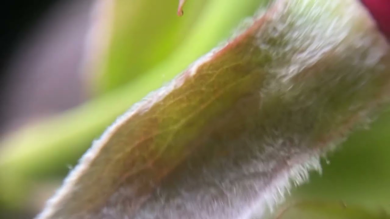 LED Loupe Triplet 30x-21mm