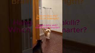 Biri Zıpladı, Biri Çözdü One Jumped, One Solved It