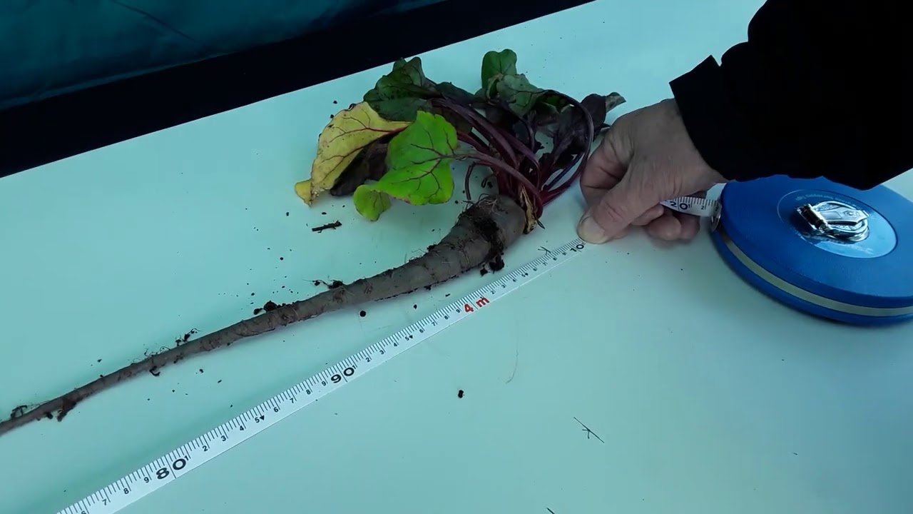 Giant Vegetables The Big Weigh In And Measure 2020 CANNA UK & Medwyns