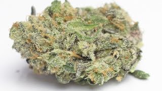 Fire Alien Black - (Strain Review)
