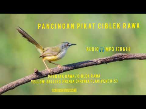 SUARA PANCINGAN PIKAT CIBLEK RAWA/PRENJAK RAWA 100%AMPUH