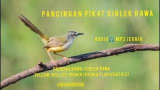 SUARA PANCINGAN PIKAT CIBLEK RAWA/PRENJAK RAWA 100%AMPUH