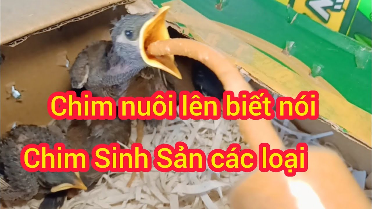 17/01/2026 Nay em về sáo con, vẹt yến phụng, gà cảnh, chim bạc má, sắc nhật,...