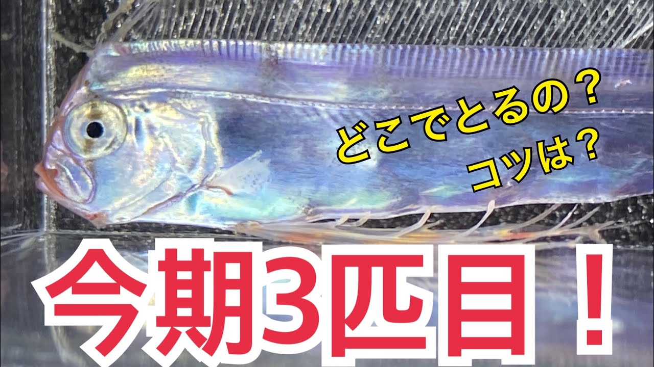 ガサガサ海の魚とり】今期3匹目！深海魚を採集！泳いでる姿や