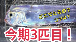 ガサガサ海の魚とり】今期3匹目！深海魚を採集！泳いでる姿や
