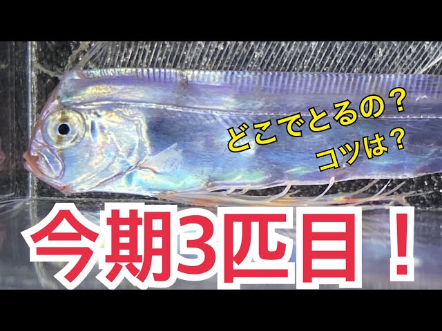 ガサガサ海の魚とり】今期3匹目！深海魚を採集！泳いでる姿や