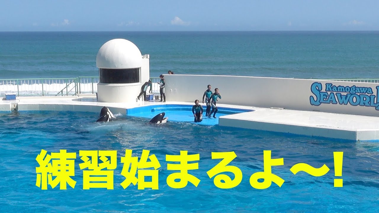超広角 Bgm付 鴨川シーワールド シャチパフォーマンス2 19 1 27 10 30 Orca Show Kamogawa Sea World Youtube 超広角 Bgm付 鴨川シーワールド シャチパフォーマンス2 19 1 27 10 30 Orca Show Kamogawa Sea World Youtube