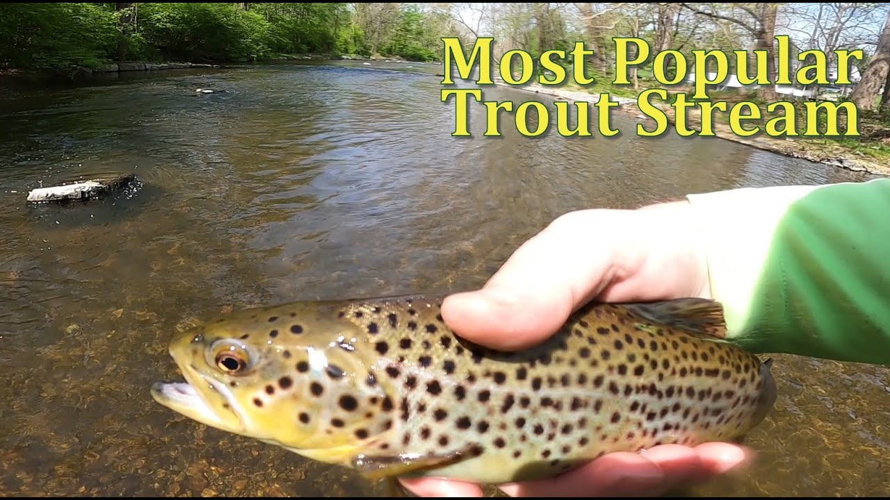 Is This Pennsylvania’s Best Trout Stream? HUGE Day on the Yellow Breeches!