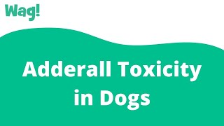 Adderall Toxicity in Dogs | Wag!