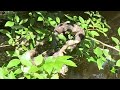 Congaree National Park 6.14.24