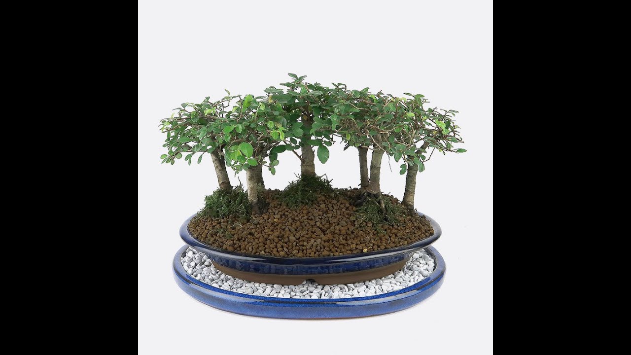 Bonsai-Wald selbst gemacht