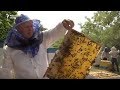 Pur și Simplu: La prisaca lui Grigore (Apicultura//Beekeeping)