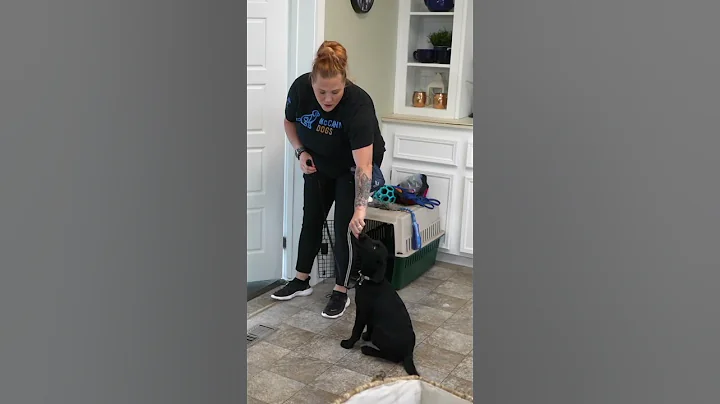 Do THIS Every Morning After You Feed Your Puppy!