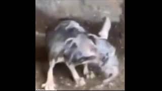 That cold wet rodent shaking to violin music π