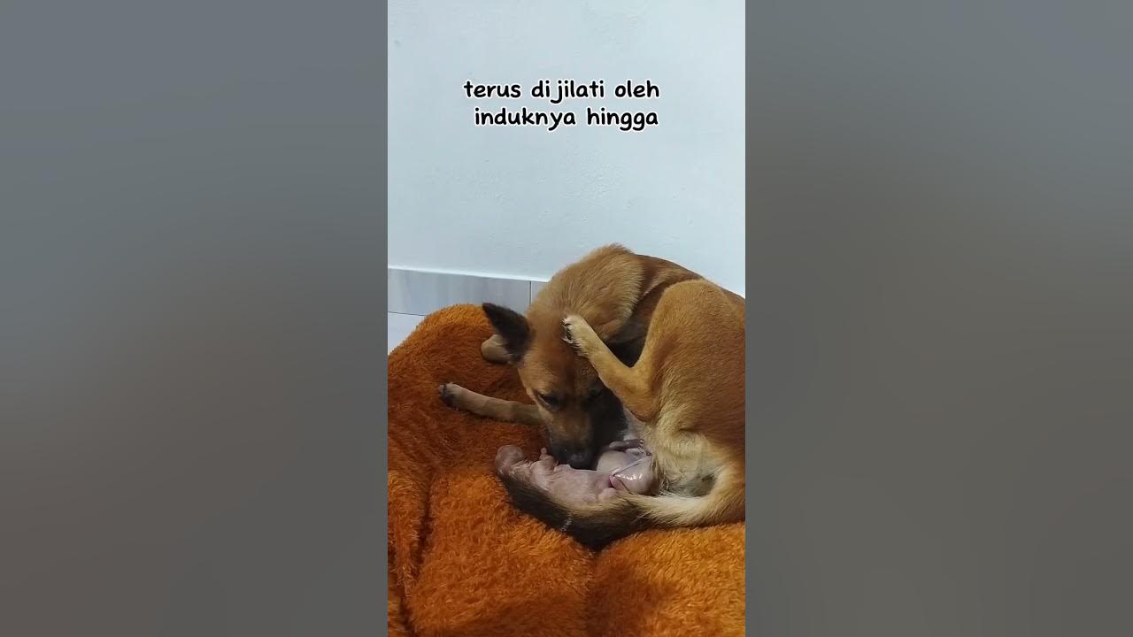 Proses Anjing Melahirkan - YouTube